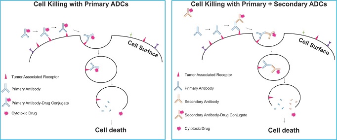 ADCsによる細胞死の誘導