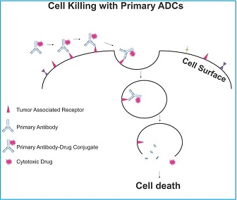 細胞傷害性薬物を結合した抗体による細胞死のイメージイラスト