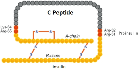 C-ペプチド(C-peptide)とは