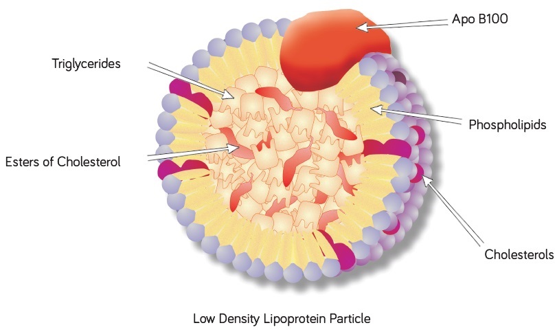 酸化型LDL（low density lipoprotein）イメージ