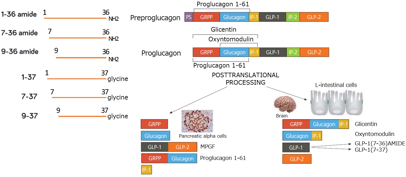 GLP-1のアイソフォームと膵臓および腸におけるプログルカゴンのプロセシング