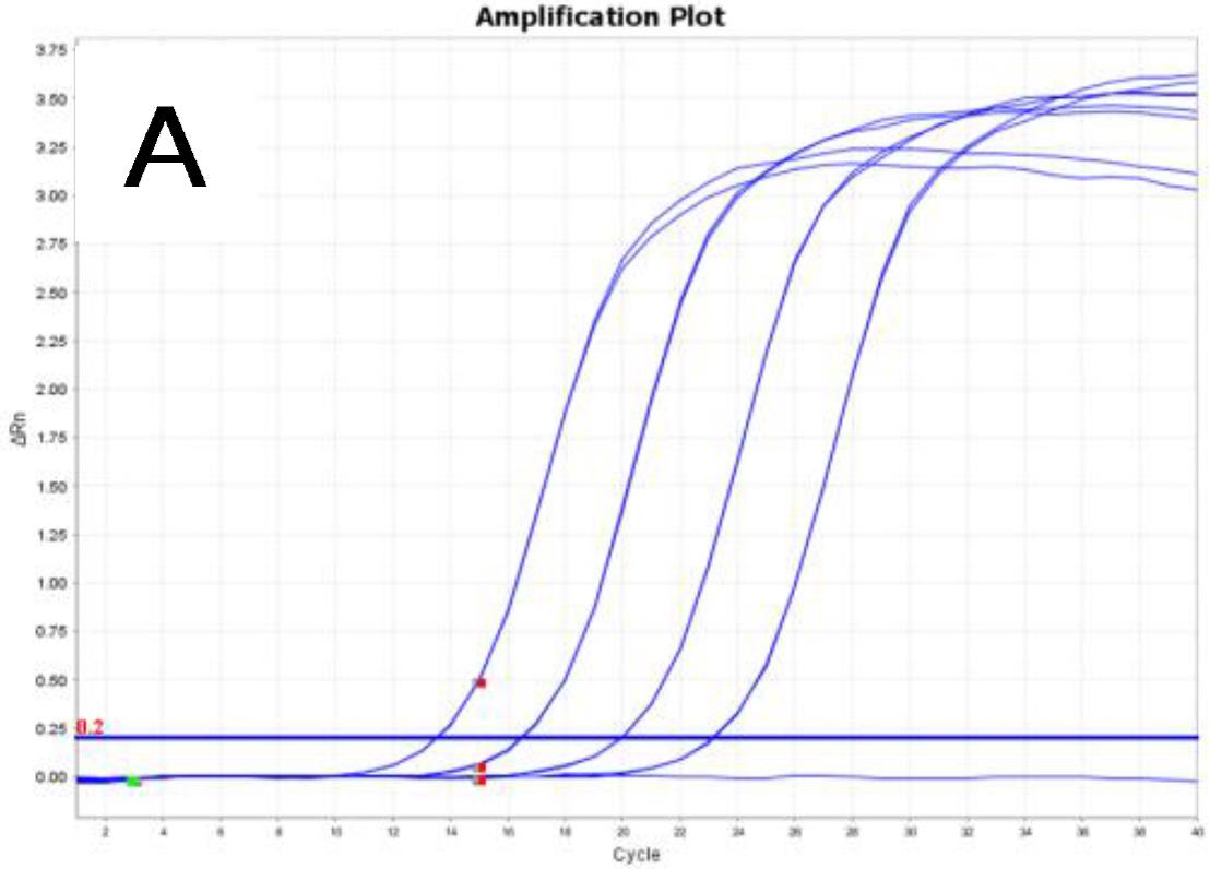 BlitzAmp cDNA Synthesis SystemによるACTBの増幅