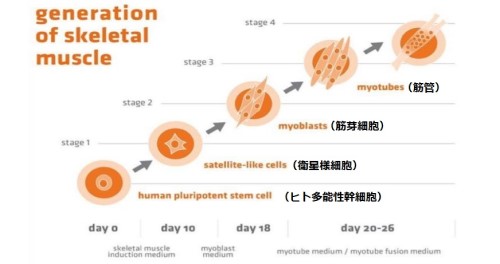Skeletal Muscle Differentiation Kitを用いたヒトES/iPS細胞から筋管への分化スケジュール