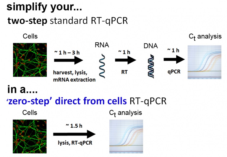 Volcano2G Cell 2x RT-PCR Master Mixの使用例1