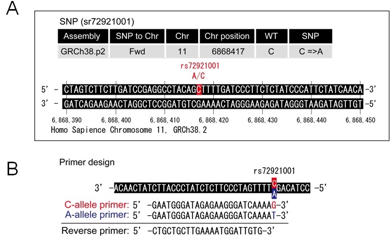 HiDi DNA ポリメラーゼ によるSNP(rs7292100) の解析例