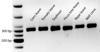 PCR阻害物質に耐性のあるDNAポリメラーゼを含む植物用PCRキットトの使用例1