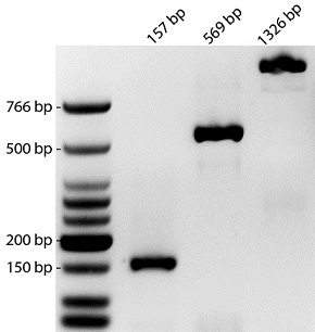 PCR阻害物質に耐性のあるDNAポリメラーゼを含む植物用PCRキットの使用例2