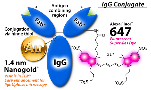 Nanogold-Antibody and Streptavidin Conjugates