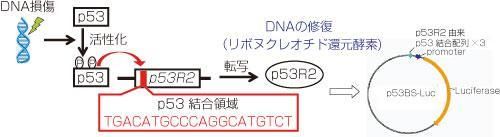 ヒト細胞を用いた遺伝毒性試験受託サービスNESMAGET
