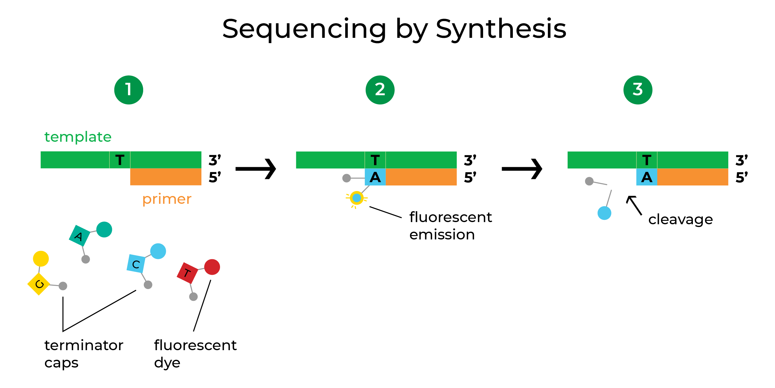 NGS-sequencing-by-synthesis