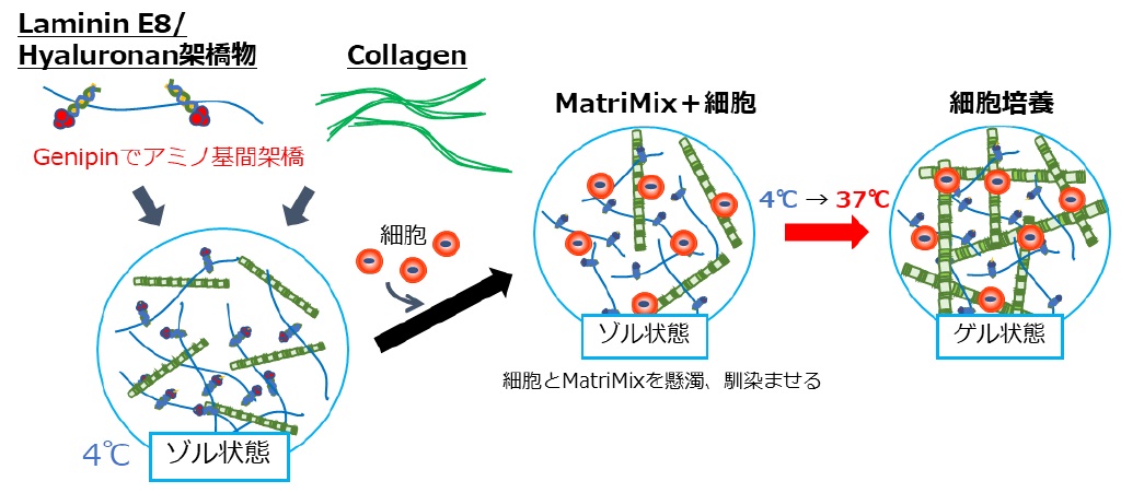 MatriMixを用いた三次元細胞培養