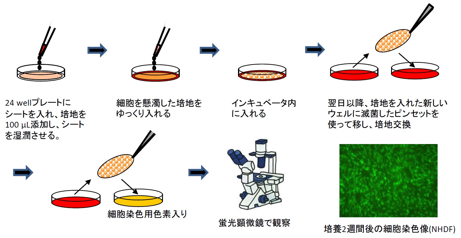 コラーゲンシート上での細胞培養の使用方法