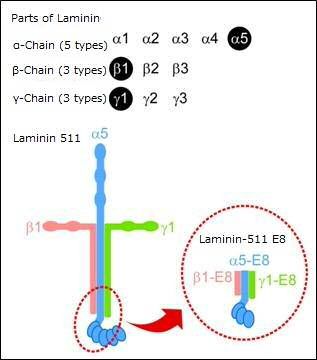 iMatrix-511 (Laminin-511 E8) : Best cell culture substrate for iPS/ES cells!