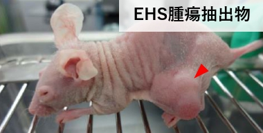 EHS腫瘍抽出物を用いた、がん患者由来細胞のマウス皮下移植実験