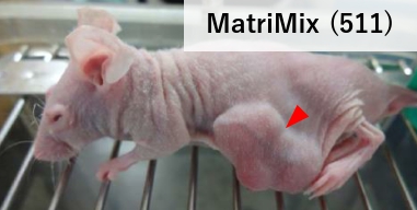 MatriMix511を用いた、がん患者由来細胞のマウス皮下移植実験