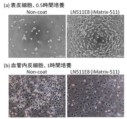 幹細胞(ES/iPS細胞)の培養に最適な細胞培養基質 iMatrix-511