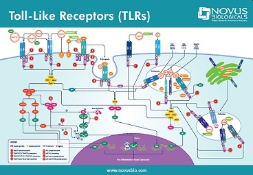 Toll-Like-Receptor(TLR)フライヤー