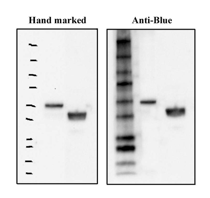 プレステイン青色分子量マーカータンパク質に対する抗体　Blue Marker Antibody