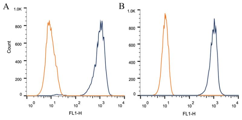 転写因子FOXP1に対する抗体 抗FOXP1抗体