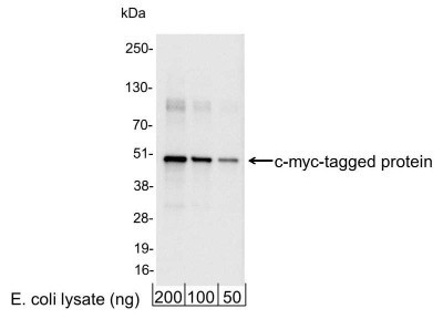 抗c-Myc抗体を使用したウエスタンブロット