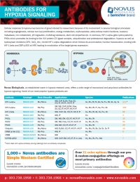 Catalog of Antibodies for Hypoxia