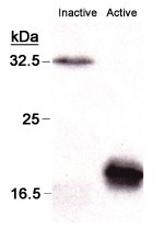 抗カスパーゼ3抗体（Anti caspase-3 antibody）の使用例2