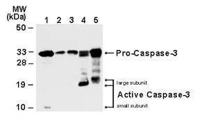 抗カスパーゼ3抗体（Anti caspase-3 antibody）の使用例3