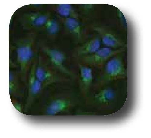 抗58K Golgi Protein抗体を用いた蛍光免疫染色像