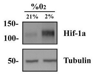 HeLa細胞ライセート中のHif-1αをウェスタンブロットにより検出した例1