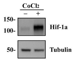 HeLa細胞ライセート中のHif-1αをウェスタンブロットにより検出した例2