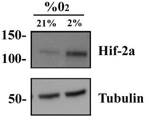 HepG2細胞ライセート中のHif-1αをウェスタンブロットにより検出した例1