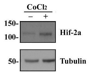 HepG2細胞ライセート中のHif-1αをウェスタンブロットにより検出した例2