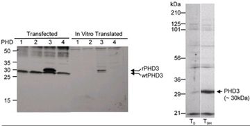 Western Blot: HIF Prolyl Hydroxylases (PHD/EGLN) Antibody [NB100-903PHD] - Detection of Human and Rat PHD3 by Western Blot. Samples: A. Lysate from cells that were transiently transfected with PHD1, PHD2, PHD3 or PHD4 constructs or in vitro translated PHD1, PHD2, PHD3, PHD4. B. Lysate from rat cells before or 9 hours after inducing hypoxia. Antibody: Affinity purified rabbit anti-PHD3 (NB100-139) use at 1:1,000 (A) or 1:5,000 (B). Detection:Chemiluminence.