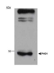 Western Blot: HIF Prolyl Hydroxylases (PHD/EGLN) Antibody [NB100-903PHD] - Western blot analysis of human PHD.