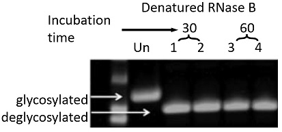 Fig.1 RNase B was treated by PNGase F PRIME™ Glycosidase