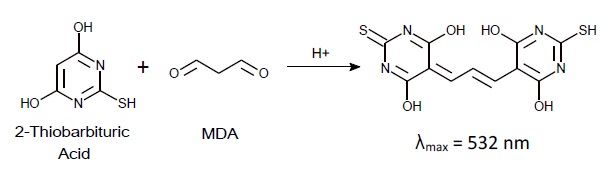 脂質の過酸化反応のイメージ