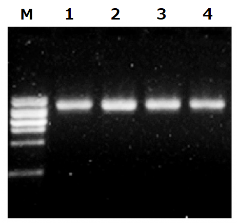 M13-バクテリオファージ由来ssDNA