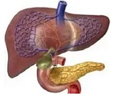 >胆汁うっ滞を生じた肝臓イメージ