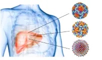 肝炎を生じた肝臓イメージ