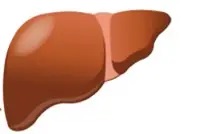 NAFLDを生じた肝臓イメージ