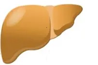 NASHを生じた肝臓イメージ