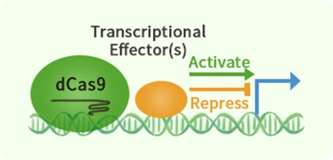 CRISPRaとCRISPRiの作用概念図