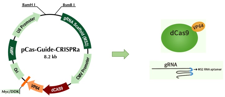図3. 基本となるCRISPRaベクター（#GE100055）の模式図