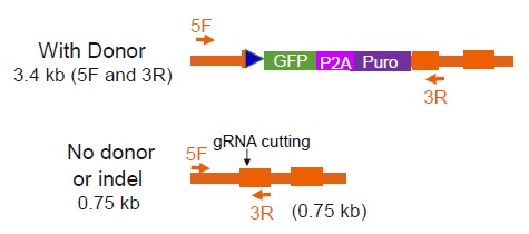 ゲノム組込みの方向の確認プライマー模式図