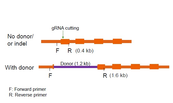 SHMT1ノックアウトゲノム組込みの方向の確認プライマー模式図