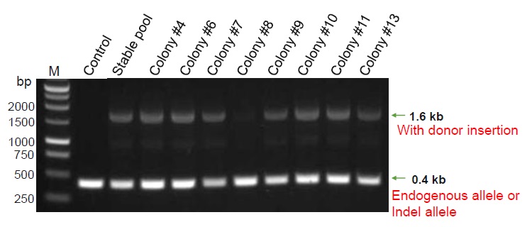 SHMT1ノックアウト単一細胞のコロニーにおけるゲノム組込みの方向の確認