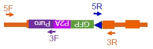 逆方向でのゲノム組込みのプライマー模式図