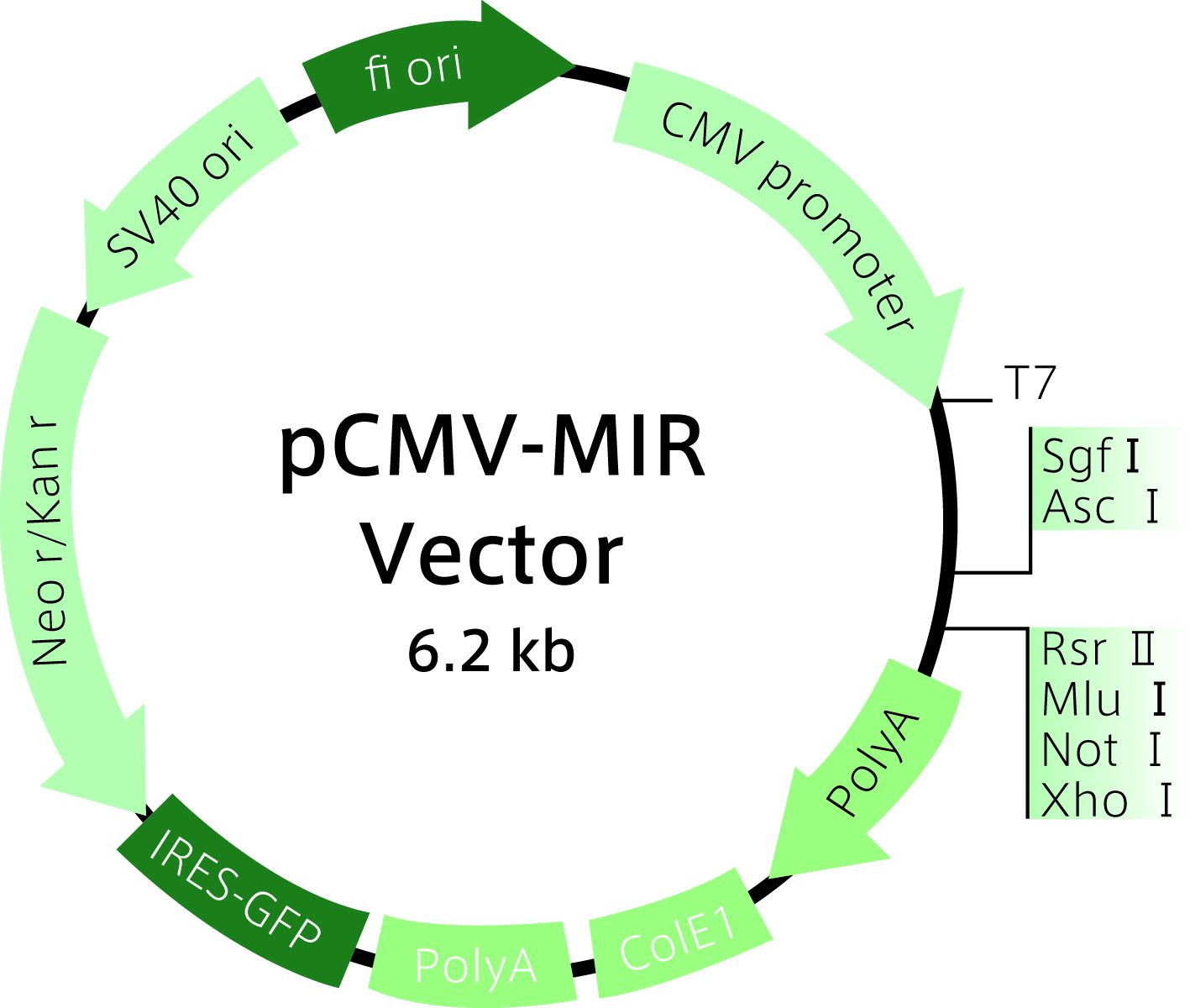 pCMV-MIRのプラスミドマップ
