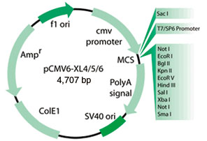 キナーゼ遺伝子の変異型cDNAクローンコレクションのプラスミド