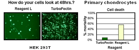 真核細胞への核酸導入用トランスフェクション試薬 Turbofectin 8.0の使用例